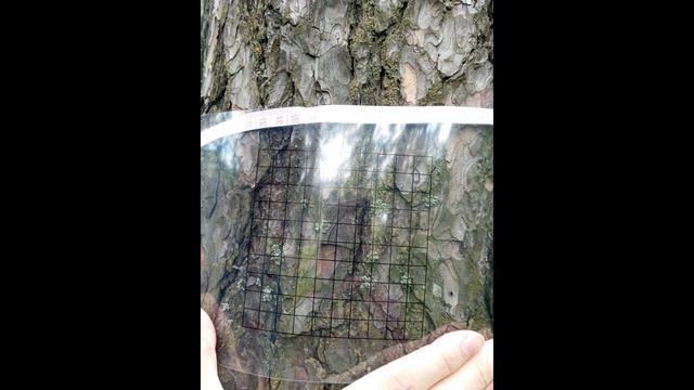 Лихеноиндикация смотреть онлайн