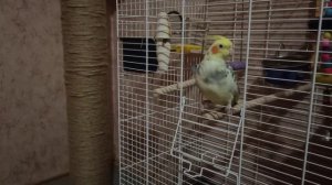 Попугай Корелла поет от души Corella the parrot sings