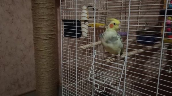 Попугай Корелла поет от души Corella the parrot sings