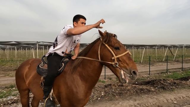 Uloq Ko'pkari Ot Sotiladi! Toshkent Viloyatida! Япончик 2022