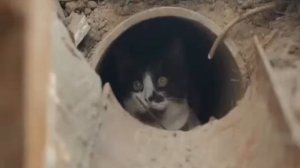 Коты vs зомби.Коты солдаты стреляют в зомби.Прикол