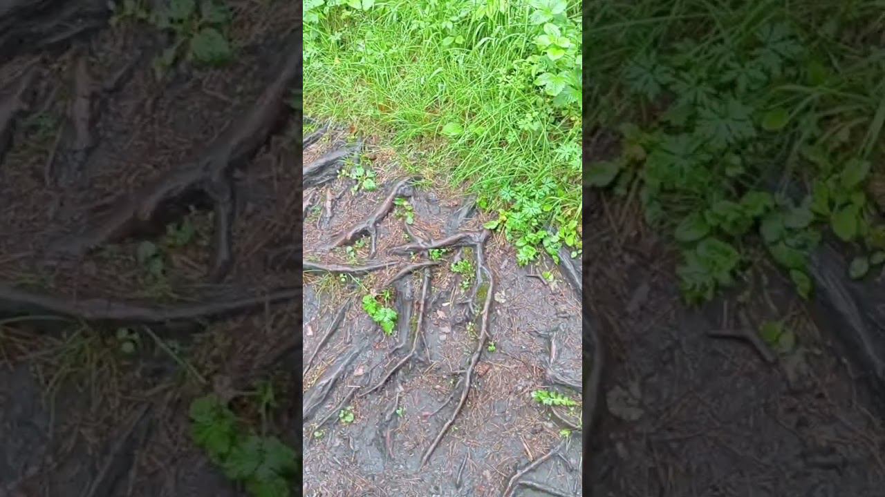 лес папоротники ищем дирозавров смотреть онлайн