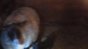 Романовская овца с ягнятами(Первый день)