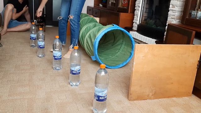 Полоса препятствия в домашних условиях. Спорт с собакой. Той терьер на карантине смотреть онлайн