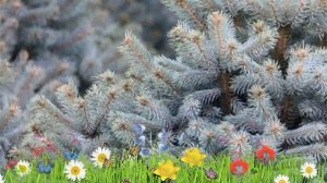 Ель колючая Супер Блю ? Обзор: посадка и уход. крупномеры ели Супер Блю: описание и особенности