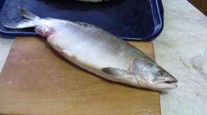 Как просто отличить самку с икрой от самца горбуши!