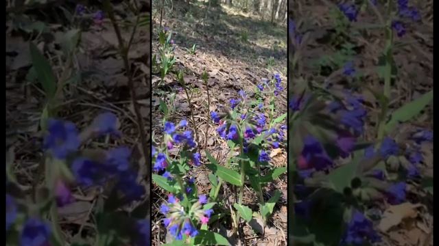 СБОР МЕДУНИЦЫ В СИБИРИ 2023 г. смотреть онлайн