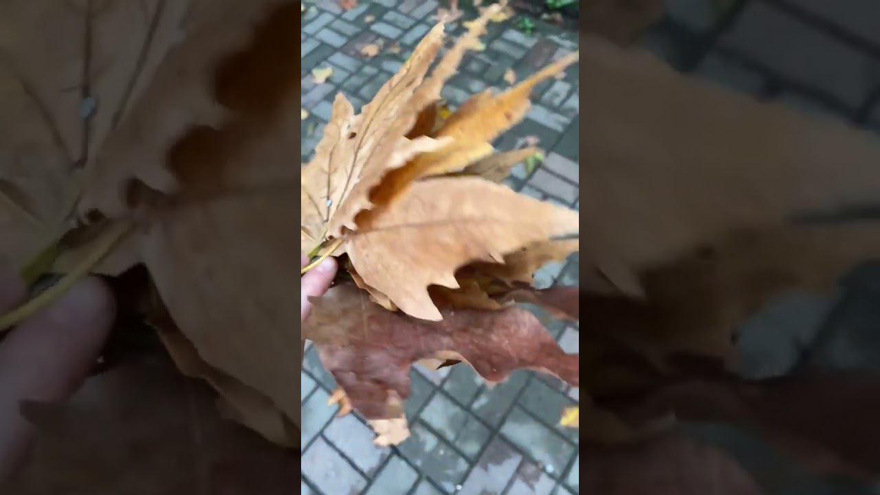 02.11.22 г. Погода Лазаревское #shorts #лазаревское2022 #погодалазаревское #погодасочи #новостисочи смотреть онлайн