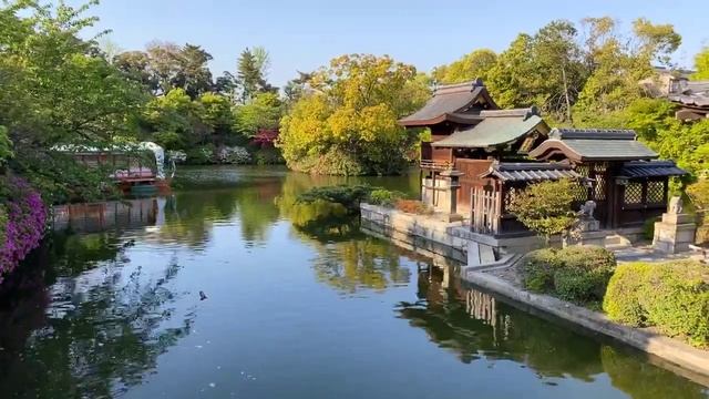 Прогулка с Японским фланёром по саду Синсэнъэн в Киото на цветение азалий весной 2020 года смотреть онлайн