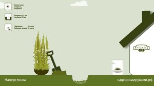 Как высаживать  наперстянку?