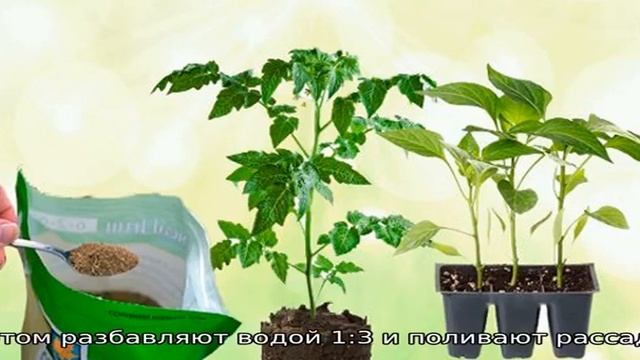 Луковая шелуха для рассады томатов и перцев смотреть онлайн