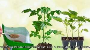 Луковая шелуха для рассады томатов и перцев