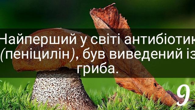 15 фактів про "Гриби" смотреть онлайн