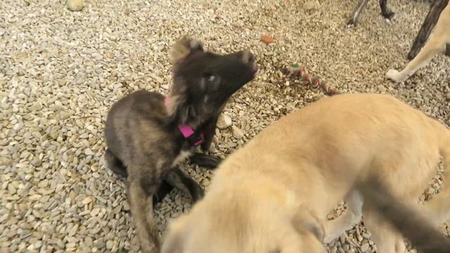 Die Hermine-Kids: Fleur, Bellatrix, Aurora, Lavender, Sirius, Neville, Dobby + Remus смотреть онлайн