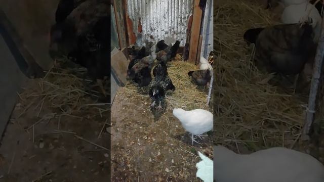 Барневельдер циплята смотреть онлайн