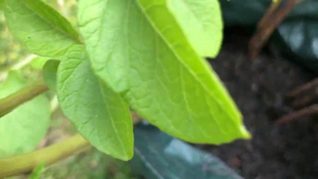 Миф о выращивании картофеля в мешках смотреть онлайн