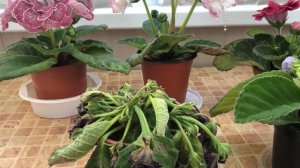 Почему у Глоксинии вянут листья и цветоносы? О поливе и переливе