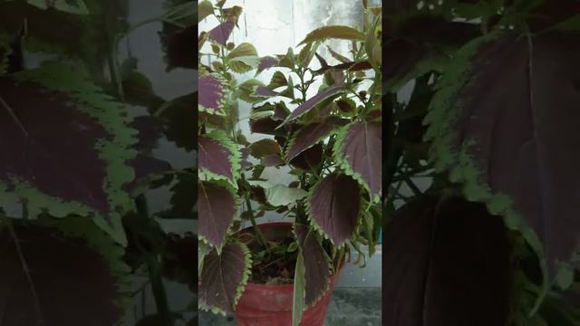 Coleus Plant - Plant with colourful leaves.(3) смотреть онлайн