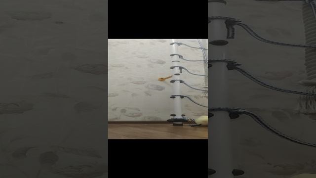 БЗОК 7:лестница(я запутался) смотреть онлайн