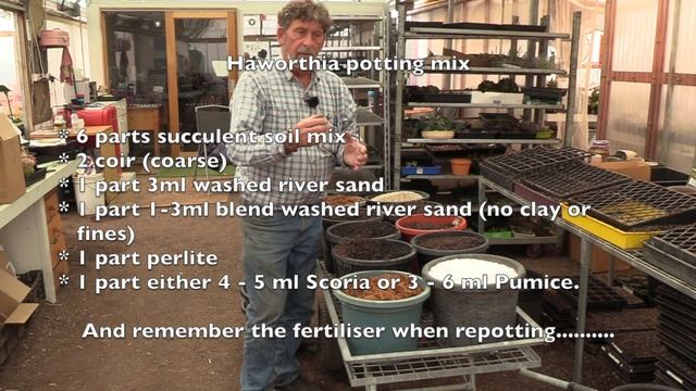 How to Grow The Zebra Plant Succulent - Haworthia attenuata Varieties and Propagation смотреть онлайн