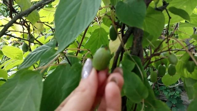 Чудо ягода. Актинидия коломикта смотреть онлайн