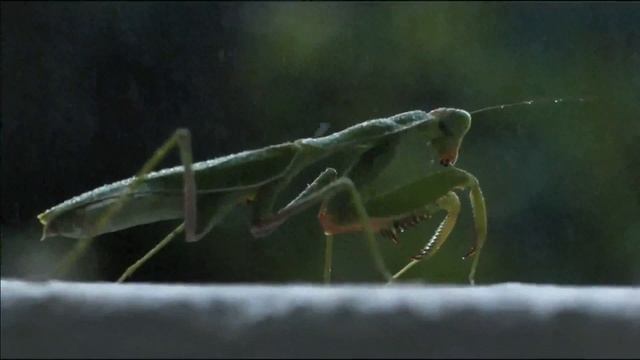 8D Rain and thunder sound, 4K 30 minutes rainfall ambience [Use Headphones for 8D rain experience] смотреть онлайн