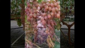 ВИНОГРАД КИШМИШ ЛУЧИСТЫЙ-ОПИСАНИЕ СОРТА