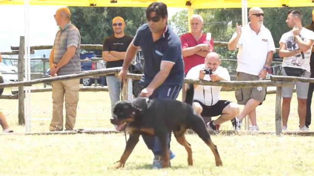DUMAS DELLE NUOVE CORTI HDA ED BL ZTP ROTTWEILER DEL 21 06 2014 - VIDEO NIFERRE смотреть онлайн