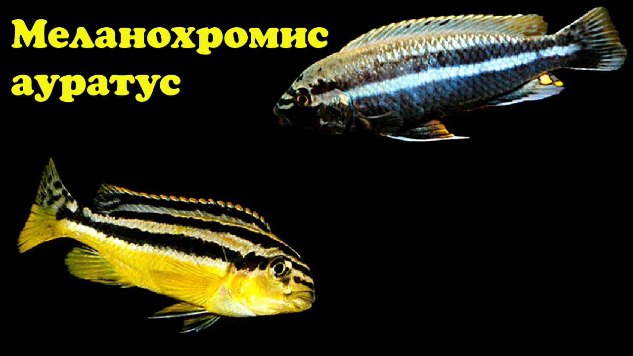 Меланохромис ауратус - Melanochromis auratus смотреть онлайн