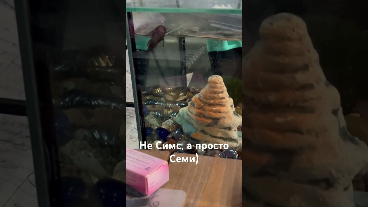 Попробую загрузить новый летсплей с моб.интернета) #сом #рыба #топ #симс #симспрохождение