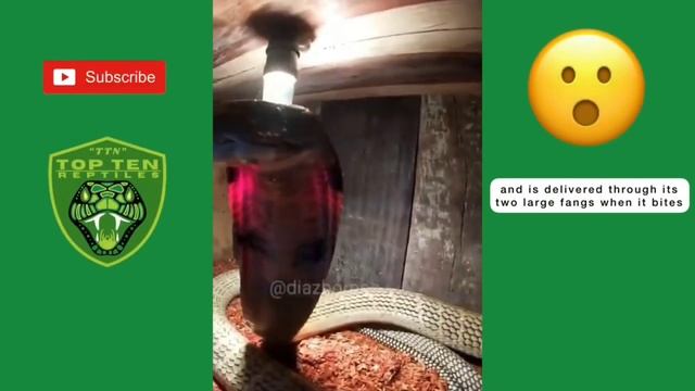 KING COBRA 'ReptileFactFiles' Scientifically Know as Ophiophagus Hannah Meaning SNAKE EATER! смотреть онлайн