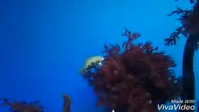 Поход в Музей Мирового Океана. смотреть онлайн