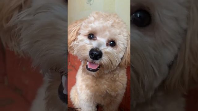 Любимая собака смотреть онлайн