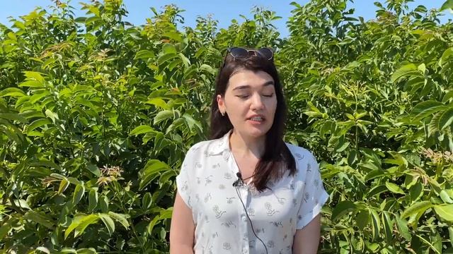Саженцы грецкого ореха в Турции смотреть онлайн
