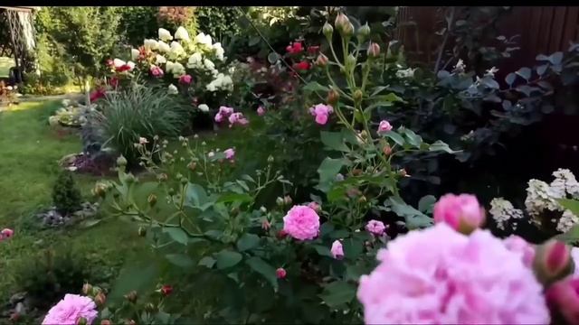 Почвопокровные розы моего сада. Обзор сортов. Самые неприхотливые розы. смотреть онлайн