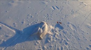 Охота на севере. Охота на куропаток. Белая куропатка. / Willow grouse hunting.