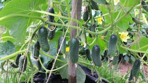 Лучший сорт огурцов как из детства который ищут все садоводы.  Огурцы Дядя Ваня f1.