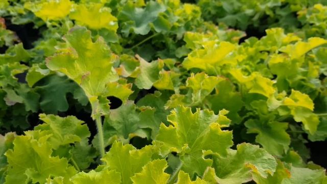 Обзор гейхер и гейхерел - Melting Fire, Кимоно, Rex Lime, Карамель смотреть онлайн