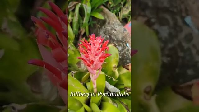 Billbergia Pyramidalis #plants #shorts #shortvideo #flowers смотреть онлайн