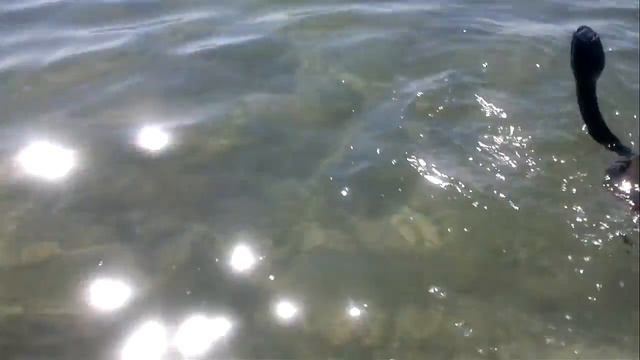 Сын ловит крупных крабов смотреть онлайн