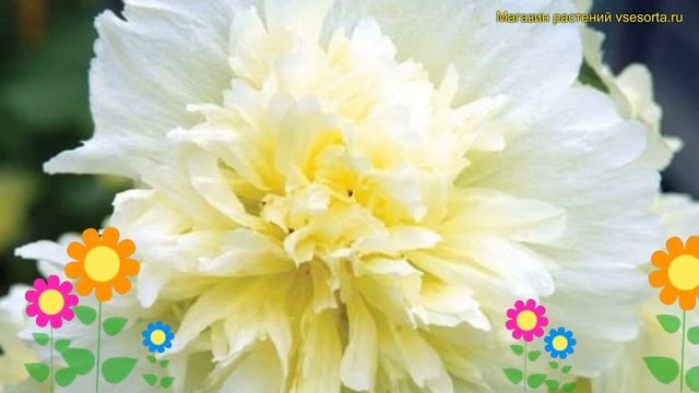 Мальва розовая Спринг Селебрейтис Лемон. Краткий обзор malva rosea Spring celebrities Lemon смотреть онлайн