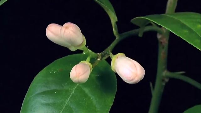 Flowers/Цветы 2014 HD смотреть онлайн