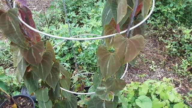 Dioscorea Discolor Xtremely Rare EDIBLE Version Variegated MONKEY BALL! Yam