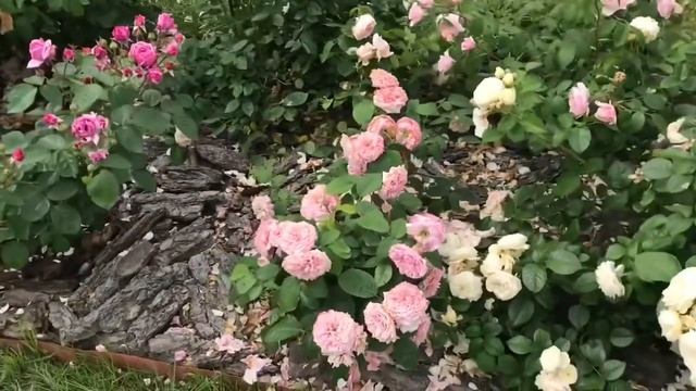 Английская роза Джеймс Галвей монстр или украшение сада⁉️.mp4 смотреть онлайн