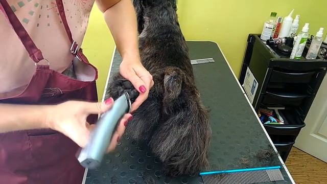 Тримминг скотч терьера в Киеве в зоосалоне DogStar