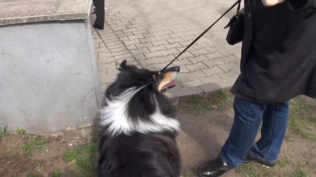 колли смотреть онлайн