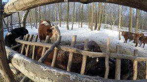 Содержание овец зимой.