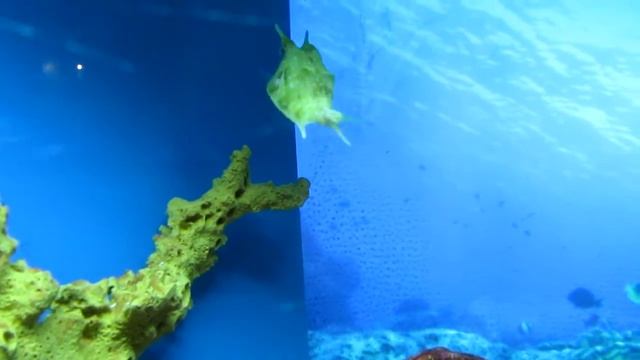 Рыба-корова, или кузовок (шанхайский океанариум, 2010) смотреть онлайн