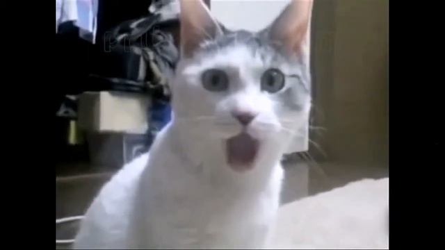 Приколы с котами и кошками для поднятия настроения! Подборка приколов и неудач со смешными котейкам смотреть онлайн