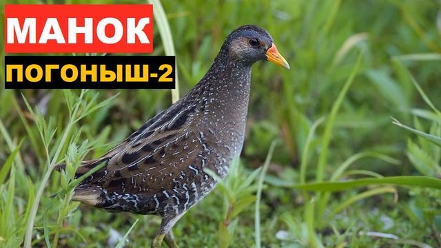 ?ГОЛОС (МАНОК) ПОГОНЫШ 2 смотреть онлайн